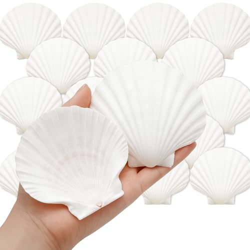 Denking Large Scallop Shells 20 PCS 3.5-4 Inch