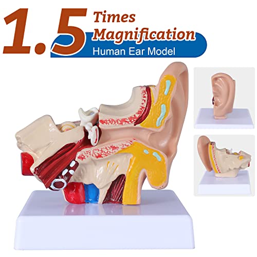1.5 Times Human Ear Anatomy Model - Ear Joint Simulation Model Professional PVC Outer Middle Inner Ear Model with Base for Medical Demonstration