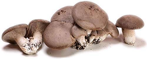 Acquaverde | 4 Kit Coltivazione Funghi Cardoncelli, Pleutorus Eryngii, Fungo Della Murgia Pugliese, Micelio Selezionato Di Prima Scelta, Ballette Da 3 Kg - 5
