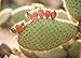 Rompecabezas 1500 Piezas Adultos De Madera Niño Puzzle-Cactus-Juego Casual De Arte Diy Juguetes Regalo Interesantes Amigo Familiar Adecuado