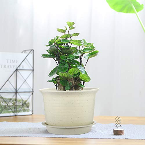 Planters, ZOUTOG 6 inch Plastic Plant Pots Indoor with Drainage Hole and Tray, Pack of 15 - Plants Not Included, Beige