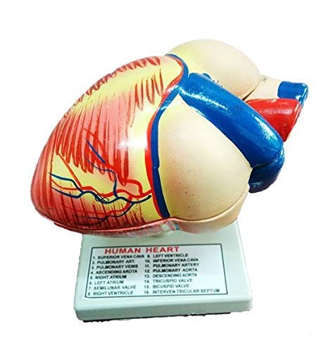 Dissectible Model of the Human Heart a valuable educational tool for detailed study of three-dimensional representation of the human heart (B07DT1NSRW) Amazon Price History, Amazon Price Tracker