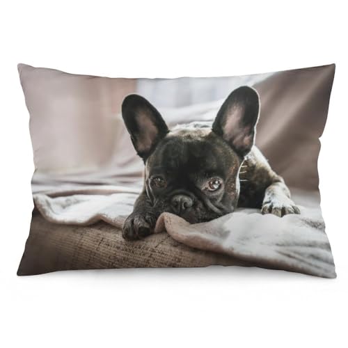 Housses de coussin de 75 x 50 cm, motif bouledogue français sur le canapé, coussins de chaise, coussins de canapé, taies d'oreiller de lit, coussins de lit