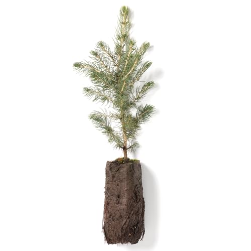 Colorado Blue Spruce Jumbo Tree Plug Seedlings | 12"-18" | Arbor Day Foundation (Single)
