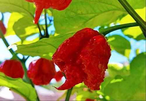 Carolina Reaper Pepper Plant - Three (3) Live Plants - Each 75 Days Old - Not Seeds - Not in Pots - World's Hottest Pepper - 2.2 Millions SHU