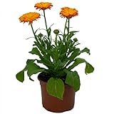 Caléndula Natural Planta con Propiedades Medicinales