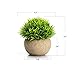 Velener Mini Plastic Fake Green Grass Plant with Pot, Topiary Ball, Small Fake Plant, Round Paper-Mache Pot for Indoor Office, Kitchen, Bathroom and Living Room Decor