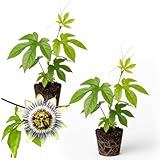 2 Count Purple Passion Flower Vine Live Plant | Maypop Plant | Passiflora Incarnata Live Plant | 4 to 8 Inch Tall | Well-Rooted for Home & Garden