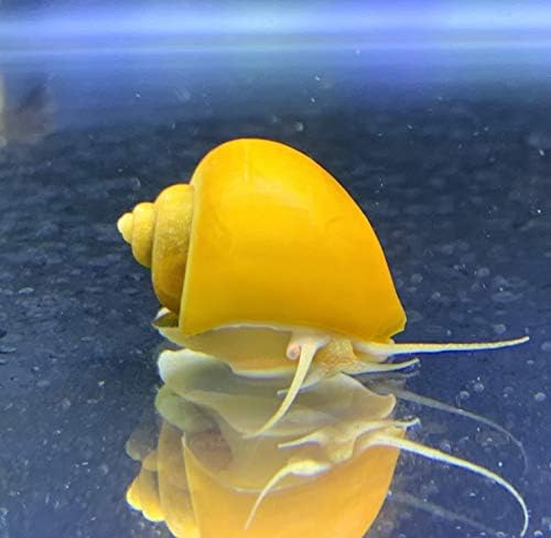 Shore Aquatic LLC Gold Mystery Snails x3 (Pomacea Bridgesii) & Juvenile Cherry Shrimp x3 with Java Moss Live Freshwater Snail-Insulated Priority Mail