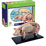 ma clinique vétérinaire ds astuces Exploration réaliste de l'anatomie: avec des parties et des organes amovibles, ce modèle d'anatomie animale offre une expérience immersive pour étudier les détails anatomiques, ce qui le rend idéal pour les étudiants ou les amateurs de recherche