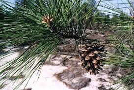 30 Seeds Loblolly Pine Seeds Tree Seeds For Planting Pinus Taeda Arkansas Pine North Carolina Pine Oldfield Pine Seeds #TOP4