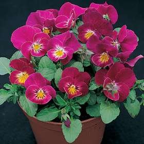 Viola Strawberry Sundae 250 Seeds