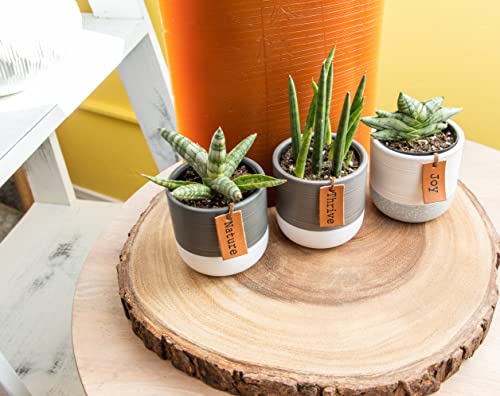 Snake Plant Live House Plants Indoors Live (3 Pack), Succulent Plants Live Houseplants, Gardening Gifts For Plant Lovers, Potting Soil Planters For Indoor Plants, Plant Lover Gifts By Plants For Pets #TOP7