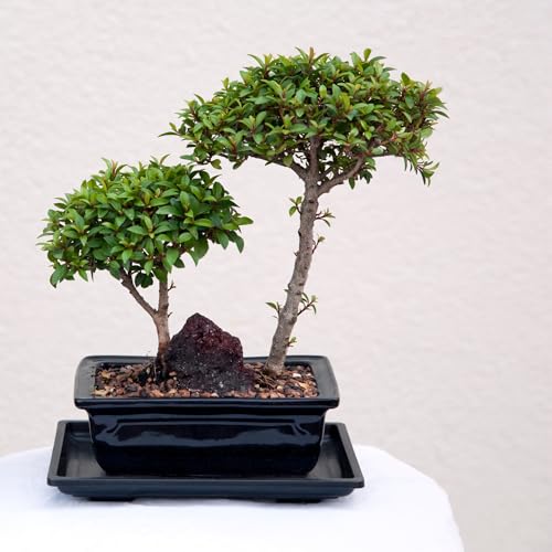 Bonsai Potting Mix with Activated Biochar, Premium Blend for Healthier Trees, Enhanced Nutrient Absorption & Aeration, Ideal for Indoor & Outdoor Bonsai Growth (3L)