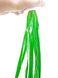 Planterest - Giant Jungle Val (Vallisneria Gigantea) Bunch Live Aquarium Plant Decorations BUY2GET1FREE