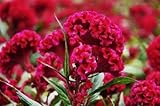 celosia cristata seeds Fresco rojo Celosia Crested Cockscomb Semillas Celosia cristato anual flor