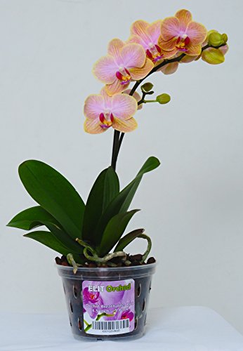 Orchideeënpotten met gaten Cymbidium Phalaenopsis Orchidee Pot Indoor Clear Plastic Vanda Plantenpotten Set (5,5 inch… - Afbeelding 8