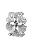 Ginkgo Leaf Napkin Rings Set of 4 Brushed Pewter Made in USA