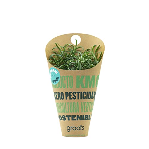 Groots | Cono de Romero Fresco con sus Raíces | Hierba Aromática | Especia Ideal para Condimentar Carnes, Verduras, Guisos y Arroces | Planta Natural Viva | Sin Pesticidas
