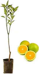 Muda De Laranja Pera Rio Enxertada Frutífera Produtiva