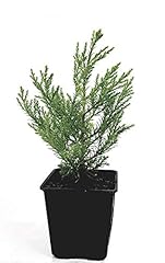 Seedeo® Berg - Mammutbaum (Sequoiadendron...