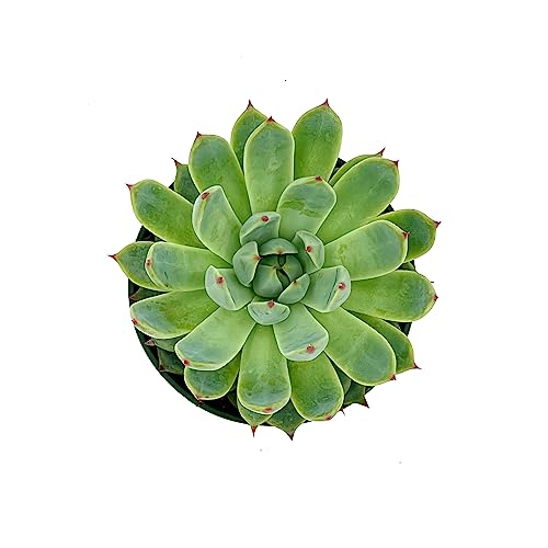 Ragnaroc Live Succulent Plants - Echeveria Parva, Rooted In 4” Pot - 1Ct - Live Arrival Guaranteed - House Plants For Home Decor & Gift #TOP2