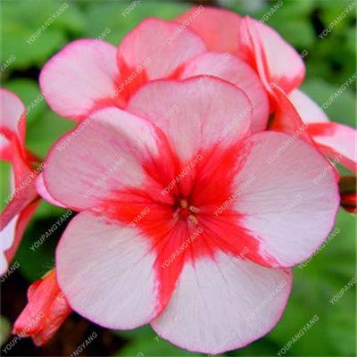 50 Pcs/Pack Rare Blue Geranium Seeds Perennial Rare Flower Seeds for Indoor Rooms Flower Elegant MixColor : Purple-picture-10