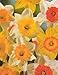 Mixed Narcissus Daffodil 50 Bulbs - SUPER VALUE - Deer Proof!