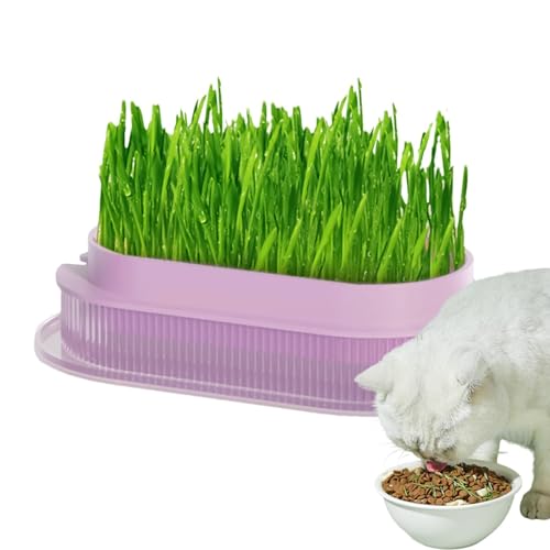 Contenedor de plantas de hierba para gatos,Maceta de hierba para gatos, Lavabo de hierba para gatos transparente, Macetero hidropónico seguro para césped de gato, lavabo transparente para gatos de int