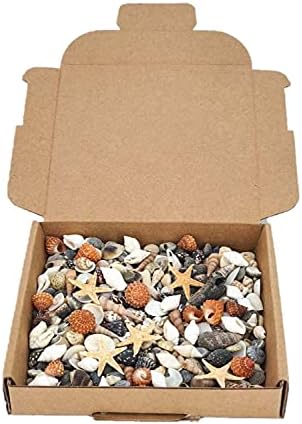 Avalon MIXED SEA SHELLS Collectable Small Seashell Mixes, Decorative Craft Shells, White Shells, Starfish, Weddings/Home Decor, Beach & Costal Themed Arts and Crafts Projects & Parties (Mix #ML)