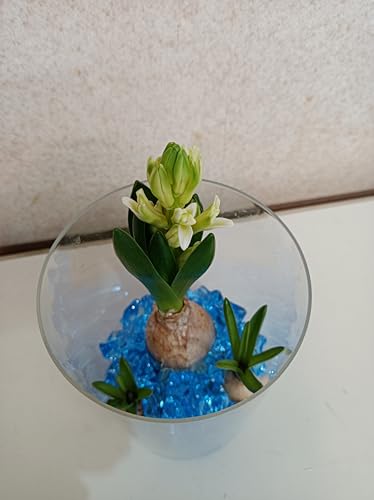 土を使わない水栽培【ヒヤシンス球根1球 ムスカリ球根2球 クリアシリンダー（大） 飾り石付き 水耕栽培セット】園芸 鉢花 鉢植え 花 誕生日 記念日 プレゼント 贈り物 (ヒヤシンス1球ムスカリ2球)