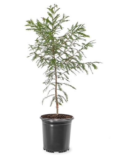 Bald Cypress Tree, Deciduous Conifer, Flood Tolerant, Cold Tolerant, 2-3 ft Tree Height, 1 gal...