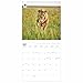 Wwf Big Cats Square Wall Calendar 2026