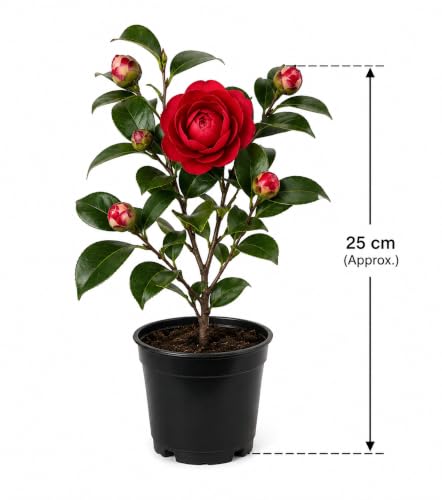 Image of Live Rare Variety Camellia Red Beauty Live Flower Plant Hybrid [height1.5-2 Feet Plant] Camellia Red Original Rare Variety Flower Plant For Home Graden outdoor Balcony Bush Tree (Pack OF 1)