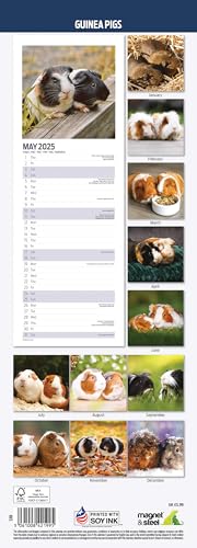 Guinea Pig 2025 Slim Calendar, Various - Image 2