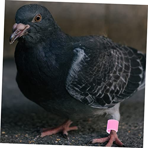 GARVALON 20 Peças Faixas De Perna De Anel De Pé De Pombo Para Aves Pombos Faixa De Identificação Sup