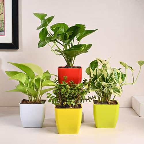 FlowerAura Set of 4 - Jade, Green Money, Golden Money, White Pothos Live Indoor Plants In Pot For Gifting, Balcony, Table Decor, Office & Home Decor | Air-Purifying Indoor Greenery (Same Day Delivery)