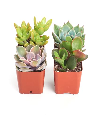 Shop Succulents Unique Succulent Plant Pack Collection - Live Mini Succulent Plants, Low Maintenance, Exceptional Colors & Textures - Wedding and Party Favors, Gift & Garden, Pack of 4 Shop Succulents Unique Succulent Plant Pack Collection - Live Mini Succulent Plants, Low Maintenance, Exceptional Colors & Textures - Wedding and Party Favors, Gift & Garden, Pack of 4