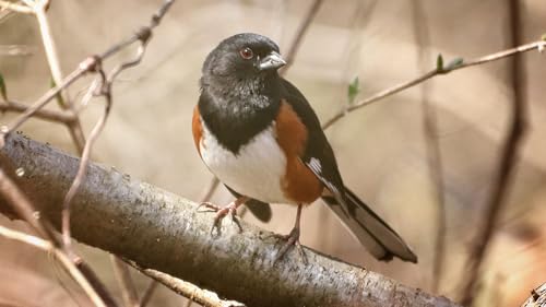 Episode 22 | The In-Between of Spring: Lost In The Arrival