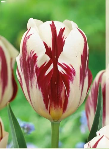 7 Bulbi di Tulipani Grand perfection | tulipani bianchi e rossi | tulipani rembrandt | bulbi autunnali | calibro 11/12 cm | MY PLANTIS | spediti da Italia