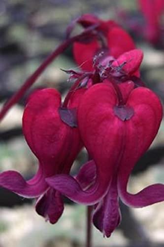 25 Dark Red Bleeding Heart Seeds Flowers Perennial