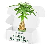 Money Tree - Pachira aquatica | Live, Easy to Grow, and Low Maintenance Houseplant (4-inch Pot)