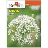 Burpee 'Garlic' Chives, 480mg Non-GMO Herb Seeds for Planting