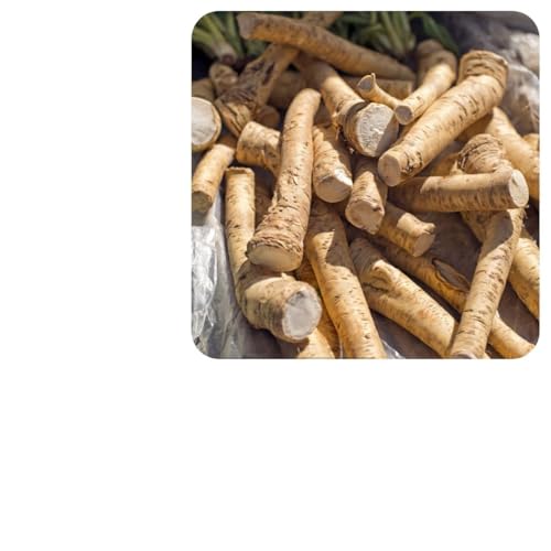 semi di rafano biologici esotiche, giardino interno, tappezzanti, varietà antiche resistenti 200pcs