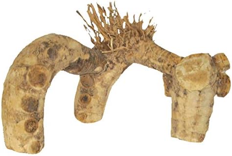 Java Wood Spider Root - Medium