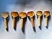 Maple Cura Saz Pegs Set For Turkish String Instrument Cura Saz