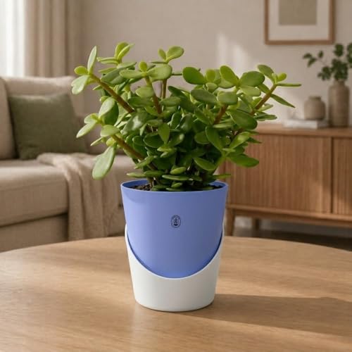 Image of Urban Upvan 4 Inch Self Watering Pot with Jade Plant | Indoor Decorative Planter with Drainage System | Ideal for Home, Office & Desk Decor | Cyan