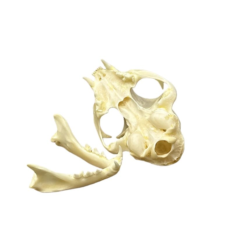 Taxidermy Real Animals Cat Skulls, Real Bones Specimen, Taxidermy Supplies for Science Education, Special Gift (1Psc Cat Skull)