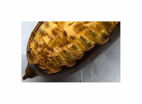 Pcs - 1x Cogniauxia Podolaena - Bananenkürbis Plante Grimpante Plantes - Graines ID1652 - Seeds & Plants Shop by Ipsa