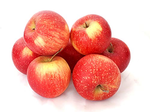 Äpfel Pinova aus Deutschland/Bodensee süß-säuerlicher Apfel saftig fest und knackig 1-10 KG (10 KG)